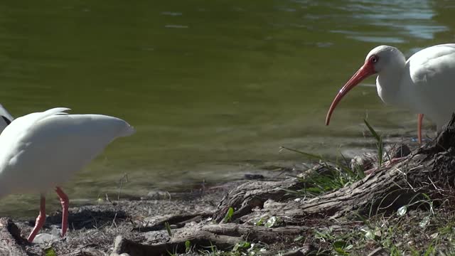 Birds, natural,