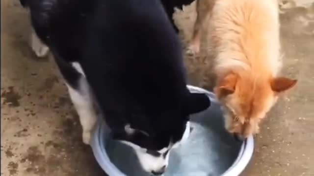 The puppy is waiting for me, so happy