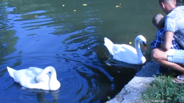 Swans in the park