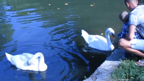 Swans in the park