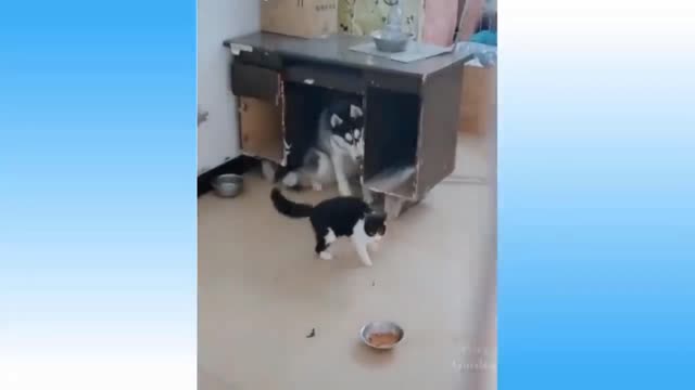 dog and cat fight |