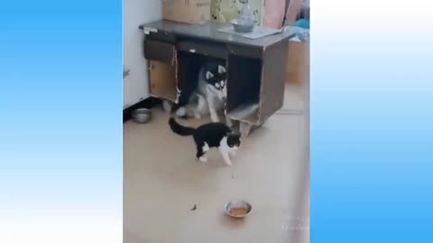 dog and cat fight |