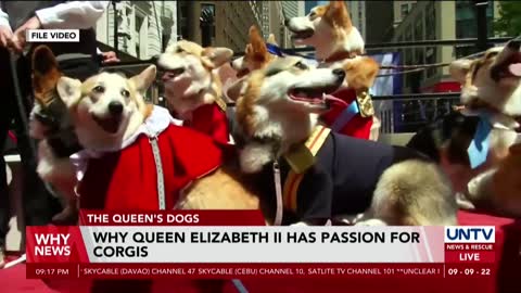 Queen Elizabeth II Corgis