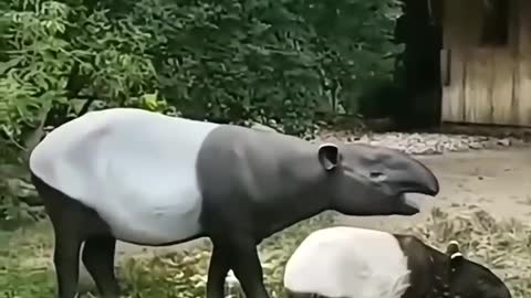 Two strange animals. The mouth is very long