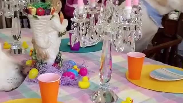 Animal Party look color full