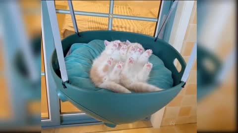 Very funny cats🤣🤣