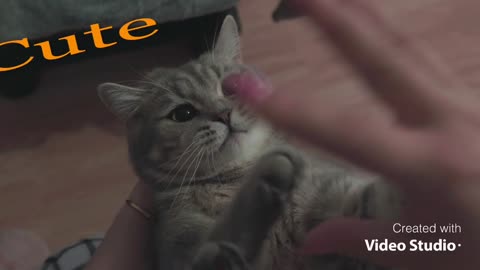 Cute and nice kitty
