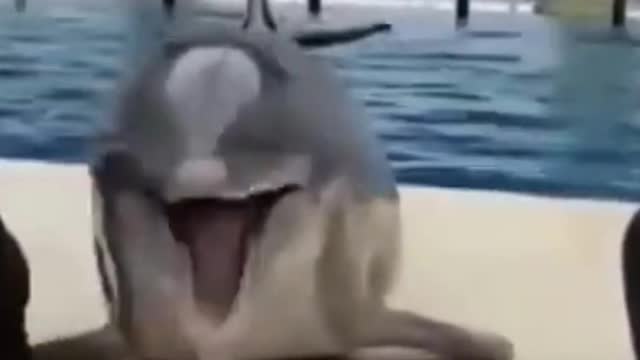 Funny & cute animals video compilation ππ¬π±ππ¦πΆππ