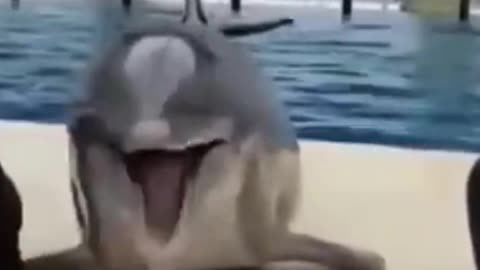 Funny & cute animals video compilation 😂🐬🐱🐈🦍🐶🐕😂