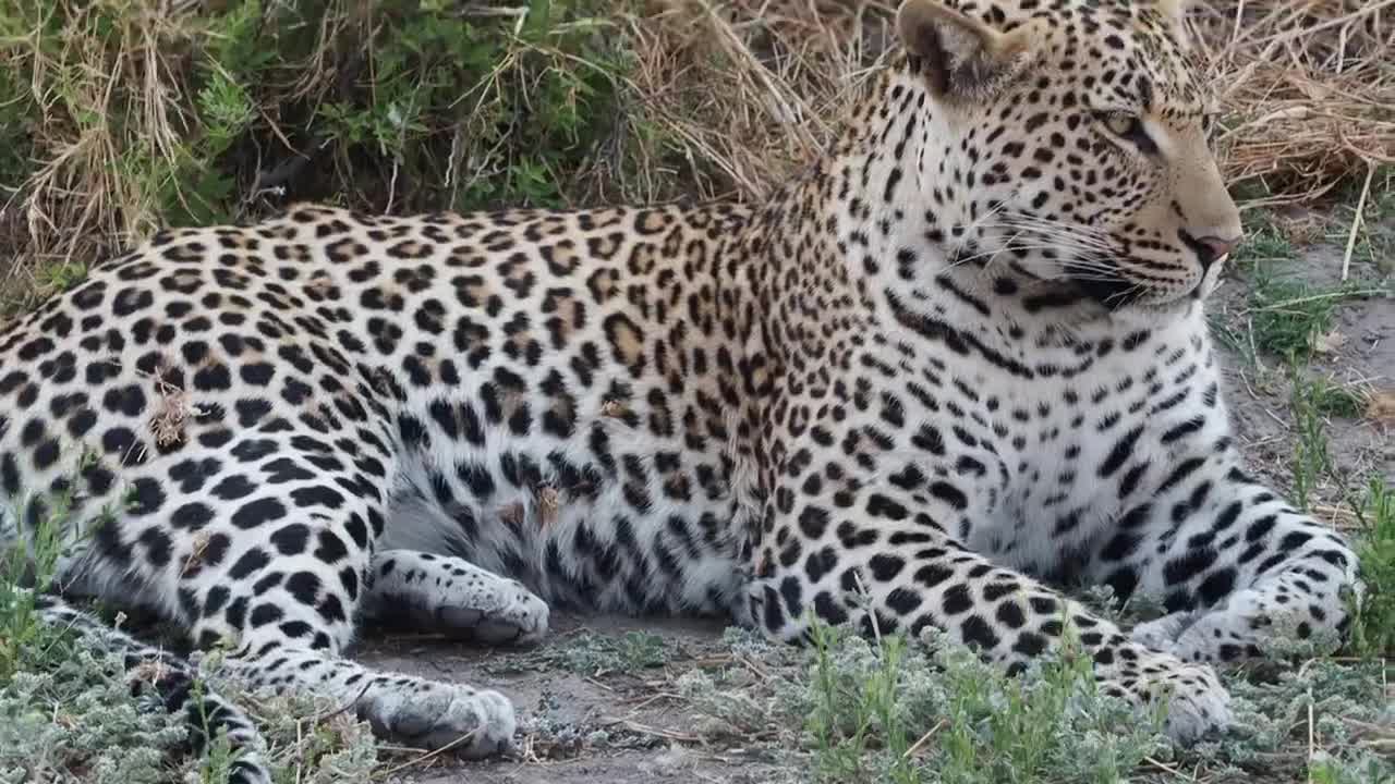 Leopard trying to hunt warthog