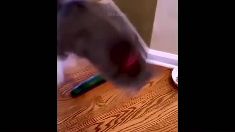 Funniest Animals - Best Of The 2021 Funny Animal Videos #41
