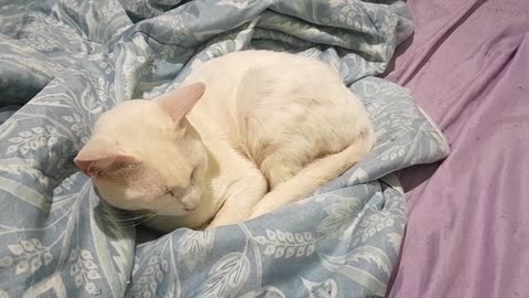 sleeping cat