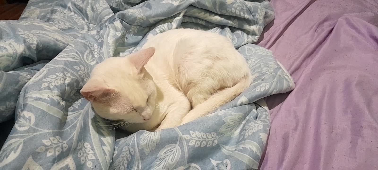 sleeping cat