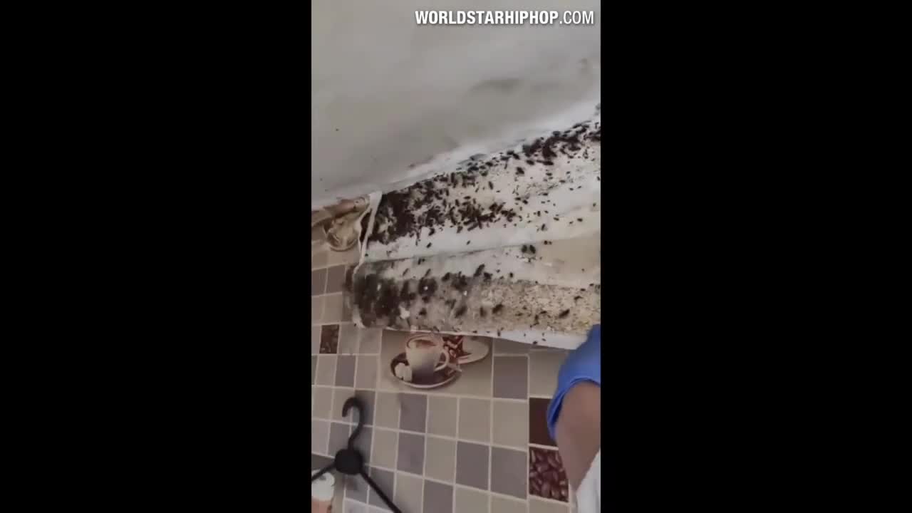 This House Has A Crazy Roach Infestation!