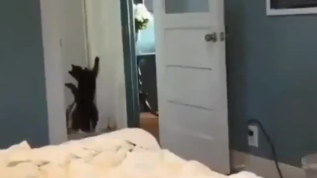 Funny cat 😂😂🐈🐈|Funny cat short video 🐈🐈