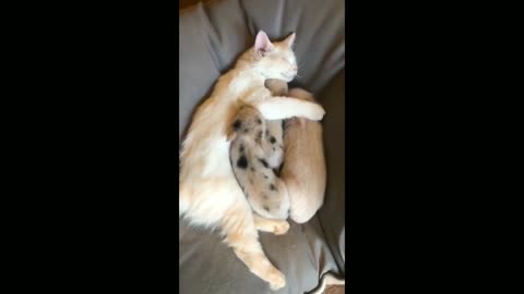 Little piglets lie down next to the kitten and sleep