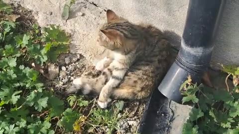 A cute kitten is walking in the yard.