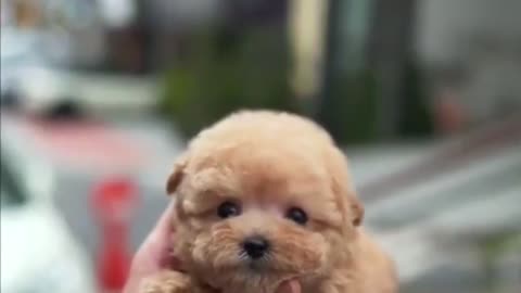 Cute Brown Puppy