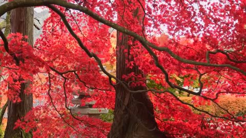 Red leaves add more beauty in nature