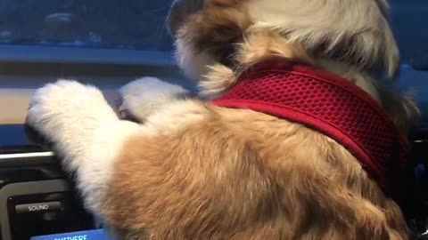 Puppy Disapproves of Windshield Wipers