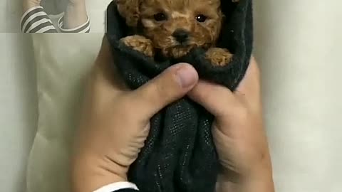 A dog wrapped in a bag