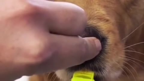 Learn how to whistle like a humans :P