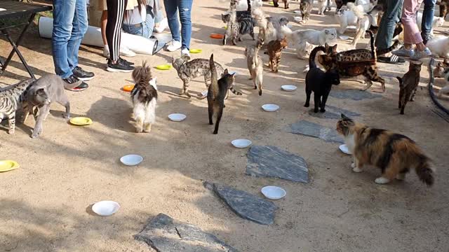 Cat heaven. Hundreds of cats' meals. TWO TWO