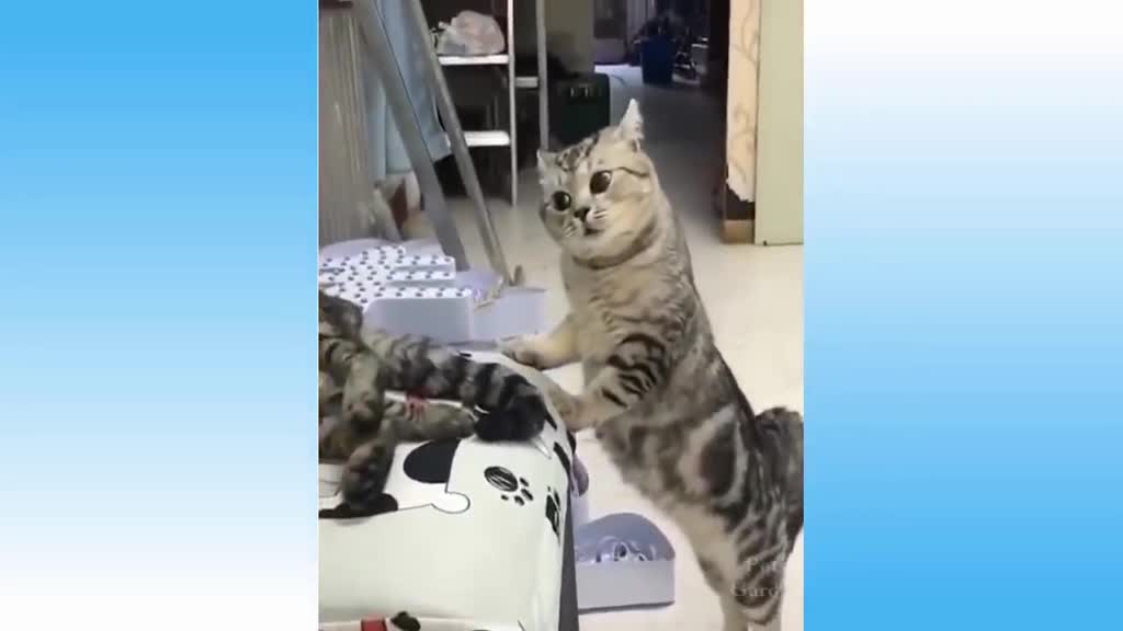 Funny Cats