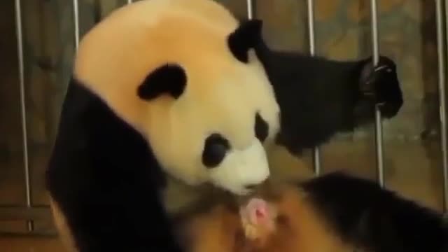 Nacimiento de Oso Panda