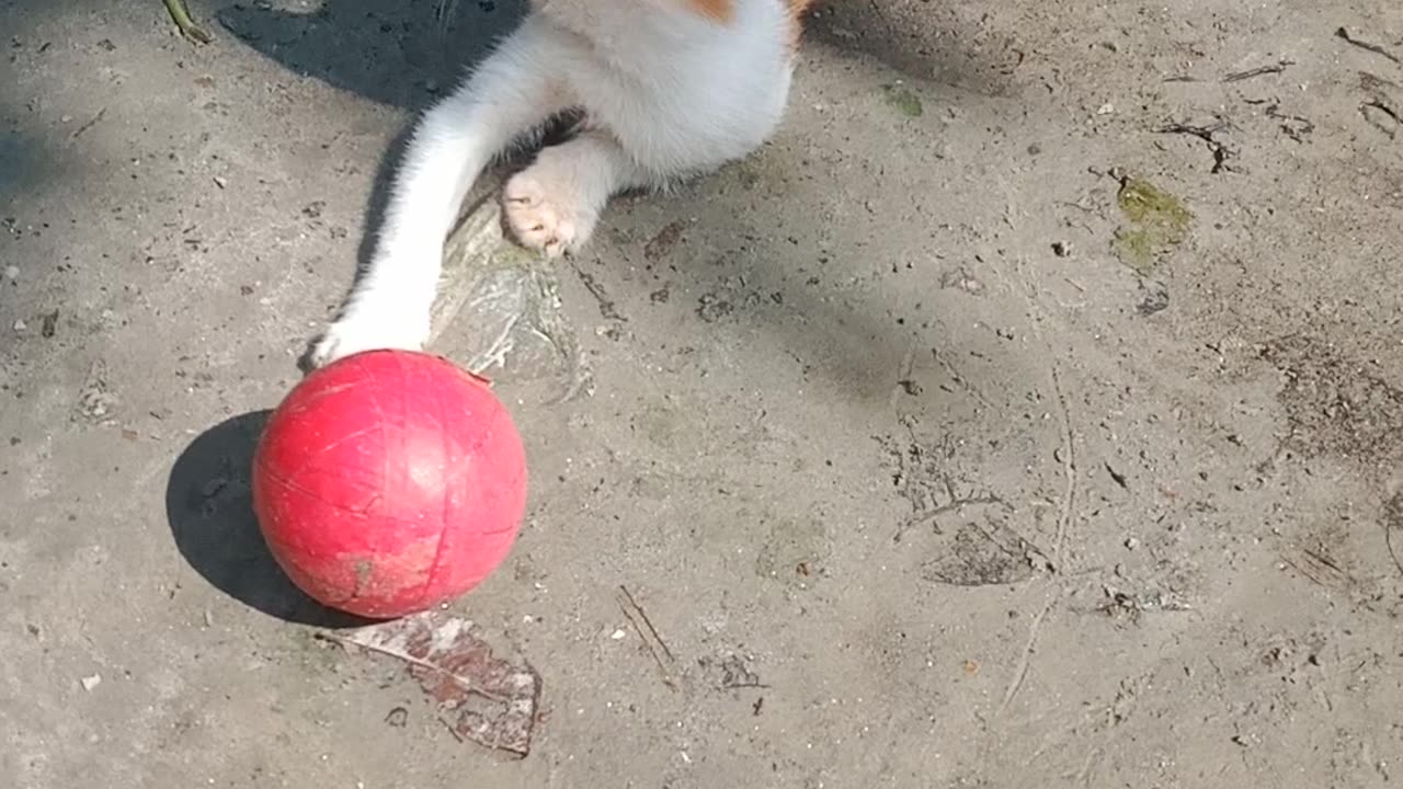 Cricket player cat