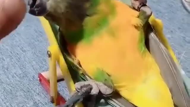 The parrot's life is so happy