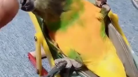 The parrot's life is so happy