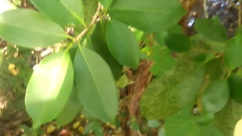 Plants In Siquijor