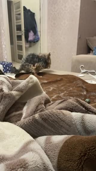 How my dog spends his free time