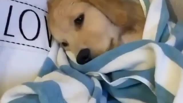 Собака Локи замёрз