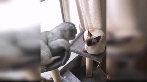 the cat hit the cat