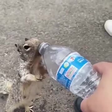 Man helping thirsty squirrel