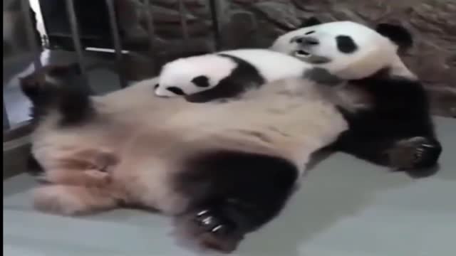 touching .... baby panda is breastfeeding