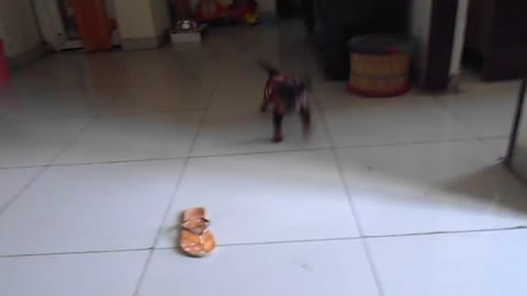 Rottweiler puppy being tough