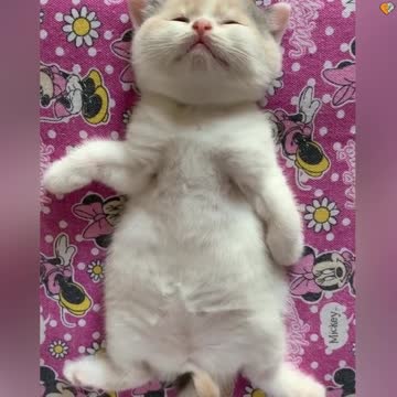 A Deep Sleeping Kitten