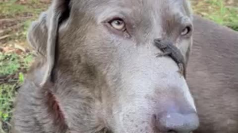 Lizard on a dog, no problem