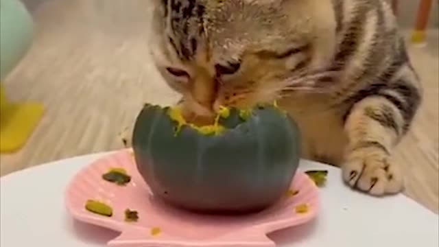 I love my pumpkin | Cool Pets | Cute Cats | Cute Dogs