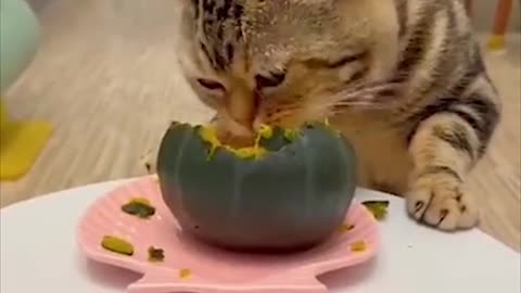 I love my pumpkin | Cool Pets | Cute Cats | Cute Dogs