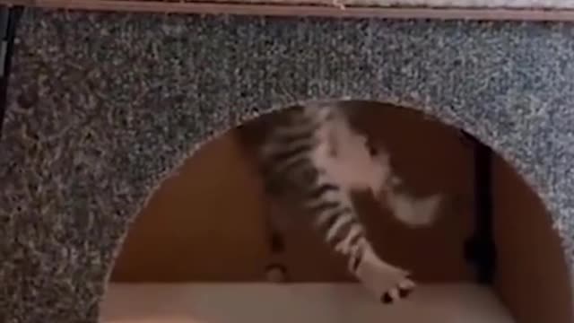 My cat brought a mouse home 🐁😳 Love cats? Like & Share