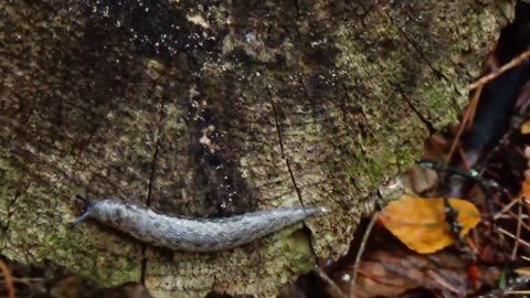 Leopard Slug