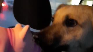 PIG vs DOG