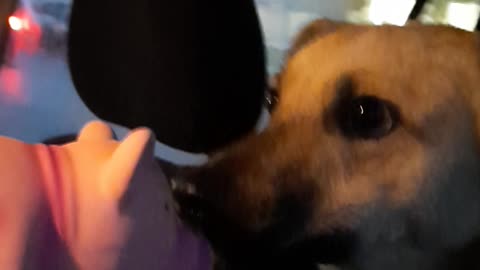 PIG vs DOG