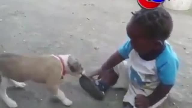 A dog playing with a child and a child preaching to the dog