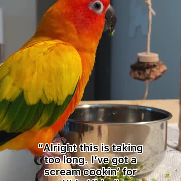 Parrot dances angrily in response to his new diet