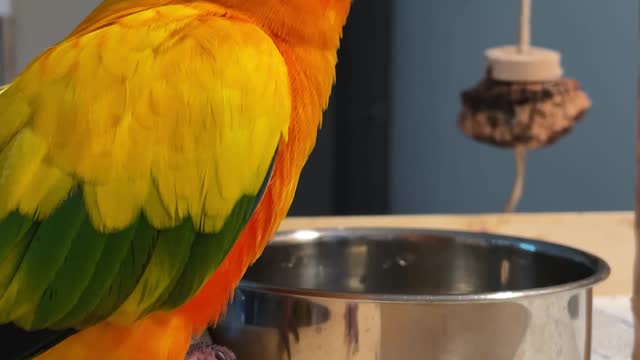 Parrot dances angrily in response to his new diet